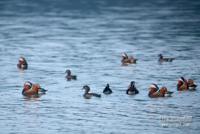 進(jìn)入初冬，大批野生鴛鴦陸續(xù)飛抵江西婺源縣賦春鎮(zhèn)鴛鴦湖越冬，小精靈們在湖面上或相互依偎、卿卿我我；或隨波逐流、嬉戲打鬧，悠閑自在生活在青山綠水之間，優(yōu)良的水域和豐富的湖畔闊葉林，為鴛鴦過冬提供良好生存環(huán)境，婺源鴛鴦湖已成為亞洲最大的野生鴛鴦越冬棲息地。（攝于12月4日下午）