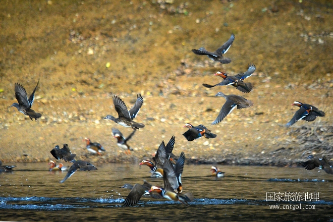 進(jìn)入初冬，大批野生鴛鴦陸續(xù)飛抵江西婺源縣賦春鎮(zhèn)鴛鴦湖越冬，小精靈們在湖面上或相互依偎、卿卿我我；或隨波逐流、嬉戲打鬧，悠閑自在生活在青山綠水之間，優(yōu)良的水域和豐富的湖畔闊葉林，為鴛鴦過冬提供良好生存環(huán)境，婺源鴛鴦湖已成為亞洲最大的野生鴛鴦越冬棲息地。（攝于12月4日下午）